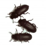 Tenebrio Beetles